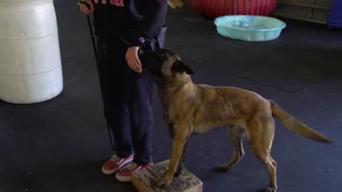 Dog Training - Trainer's Training and Bite Work