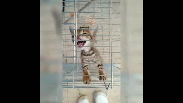 Best Funny Cats Video Cute cat Kitten Funny Musical video Little kittens Playing & meowing