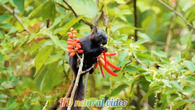 HD Animals & netural video