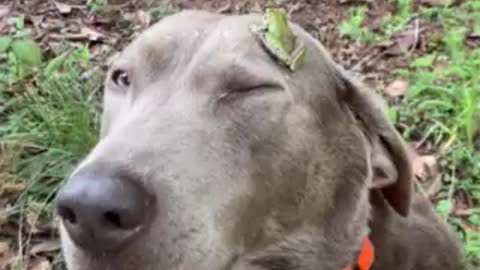 Frog hat? Gentle dog and a frog