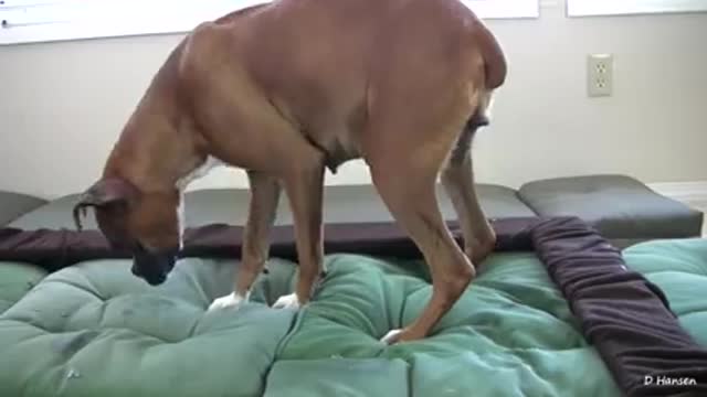 Dog Has Amazing Birth Standing