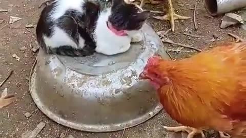 Funny video best animal seene tranding video monkey video cat video dog all funny videos 🤣