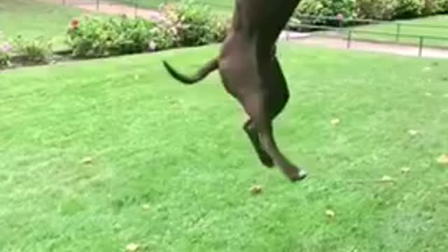 Dogs That Fly - American Pit Bull Terriers Show Their Jumping Agility…