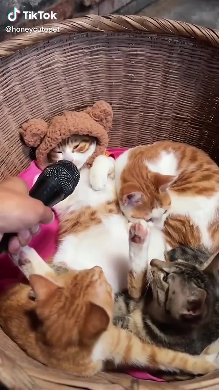 Funny & Cute Cats Compilation (TikTok) #shorts 😻