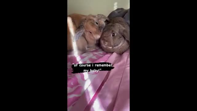 Mama bunny sees her baby after six months, has the sweetest reaction