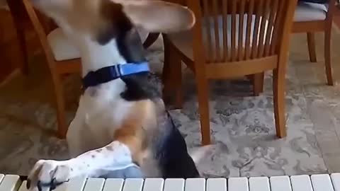 Beagle Boy Piano Man