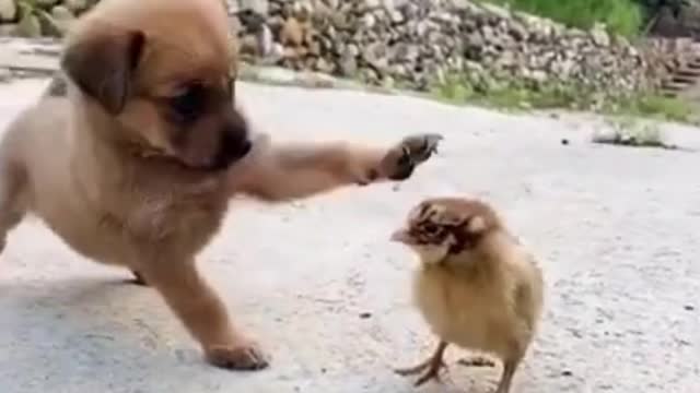 Funny Animal Videos - Awesome Funny Pet Animals | Cute Animals | Super Funny Dog Videos