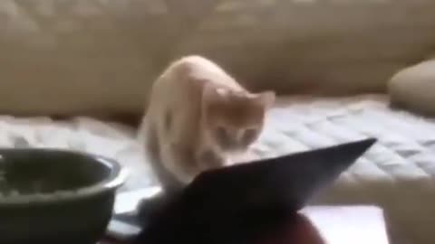 tiktok very funny animal