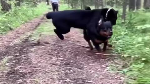 Rescued panther raised with Rottweiler