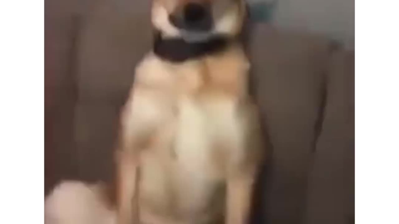 Funny dogs ancounters 🤣