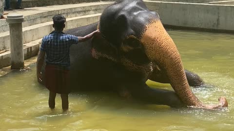 The Elephant having bathing time 🤭