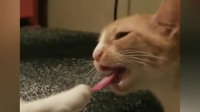 Cute and Funny Cat Videos to Keep You Smiling! 🐱