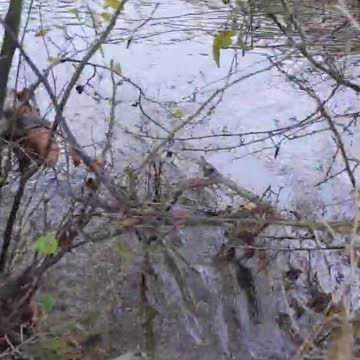 Harris hawk drowns pheasant