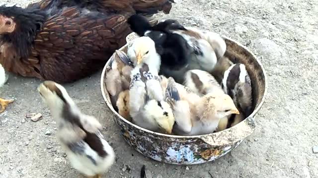 កាចិញ្ចឺមមាន់នៅចំការ