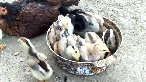 កាចិញ្ចឺមមាន់នៅចំការ
