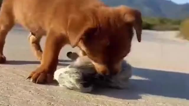 Funny Animal Videos - Awesome Funny Pet Animals