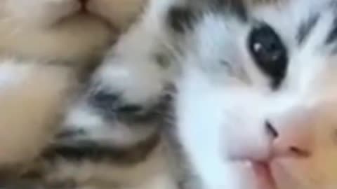Baby Cats😺😺😺😺😺#shorts #animalsshorts #funnycats