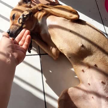 my beautiful dog very cute dia