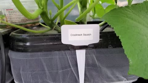 Harbor Freight Hydroponics