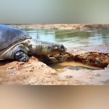 Nature in action, turtle vs fish, a real struggle for survival