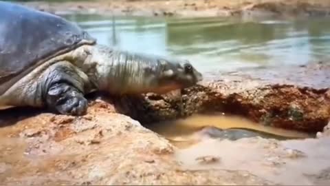 Nature in action, turtle vs fish, a real struggle for survival