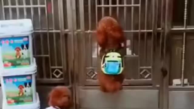 cute puppies in the word