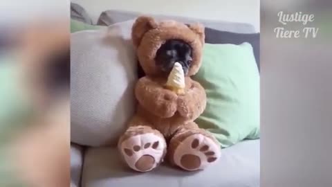 Dog eats ice like human swet dog 🐶🥰 funny animal