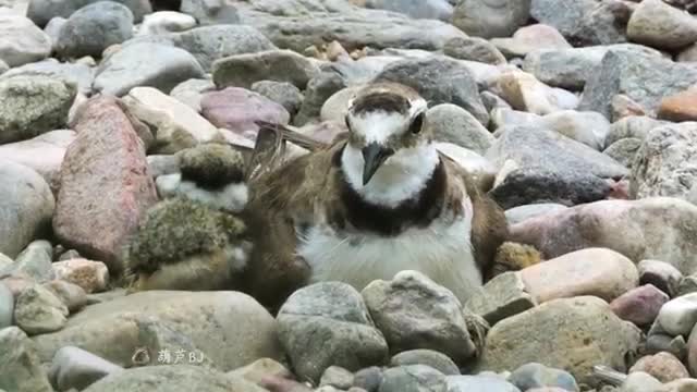 bird in stone