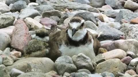 bird in stone