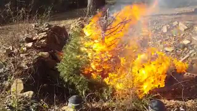 Water Your Christmas Tree!