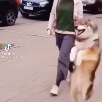 Dancing dog With owner
