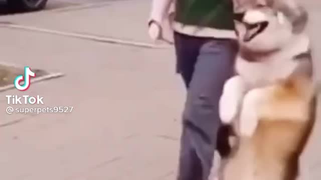 Dancing dog With owner