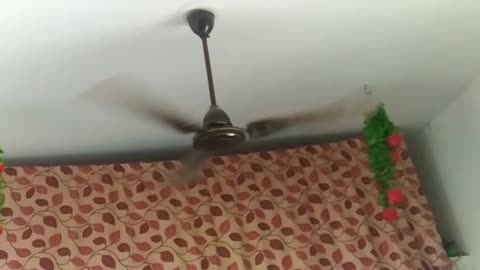 My Fan At My Home 😀😂