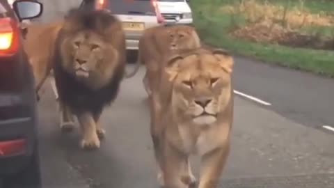 A family of lions appear suddenly