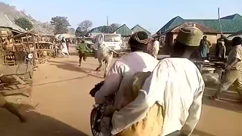 Cow on loose ...knocks a motorcycle down