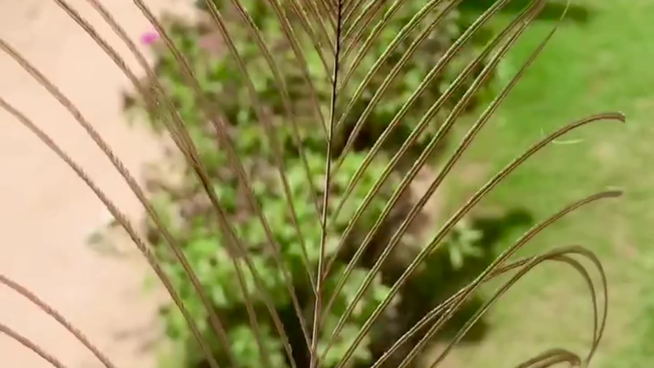 Peacock feathers