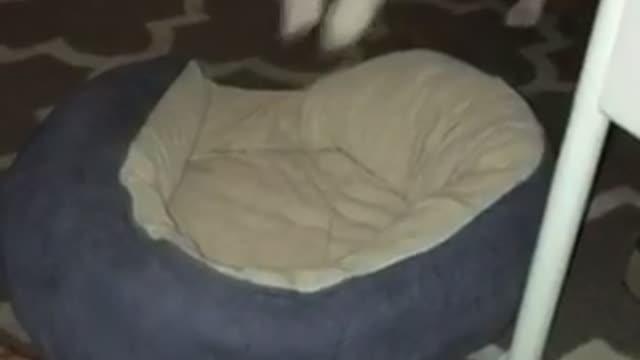 Corgi jumps into purple pillow