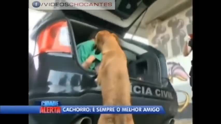 Dog caught red-handed (sincerely, it broke the heart) _ Pet _ Police _ Dog _ Caramel Prison