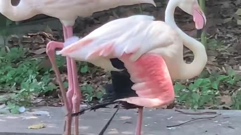 Flamingos ready to go home