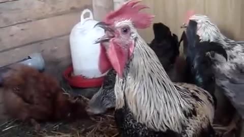 Death Metal Rooster