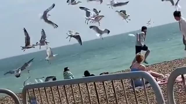 Seagulls wants the guy's food.