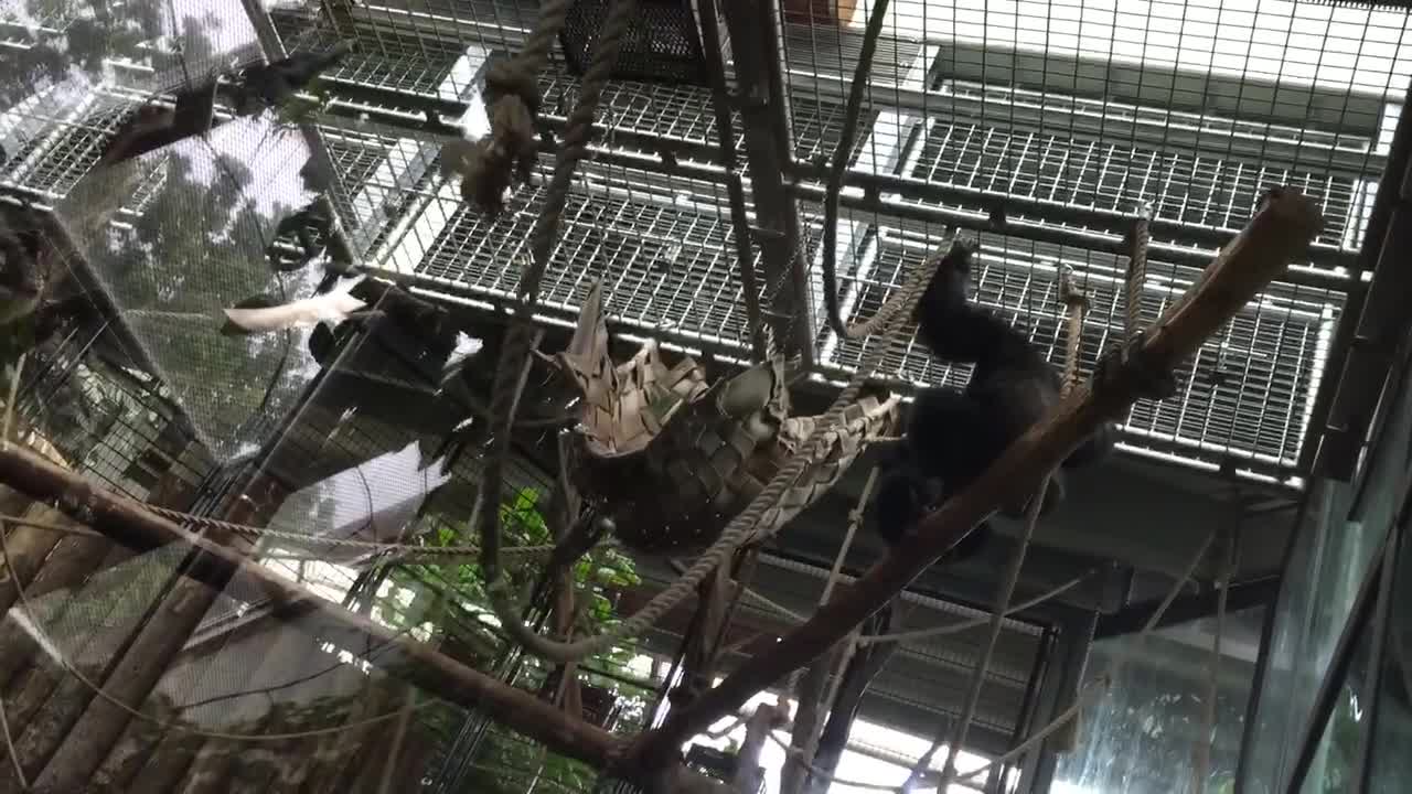 Monkey goes Crazy