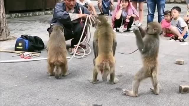 funny monkeys show
