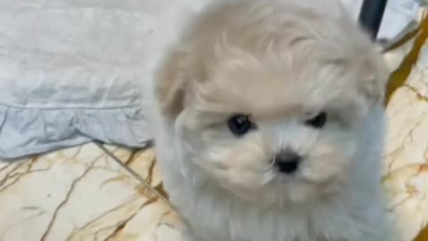 Cute Bichon frise puppy play short videos