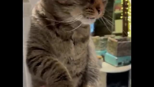 Funny cats Try not to Lought