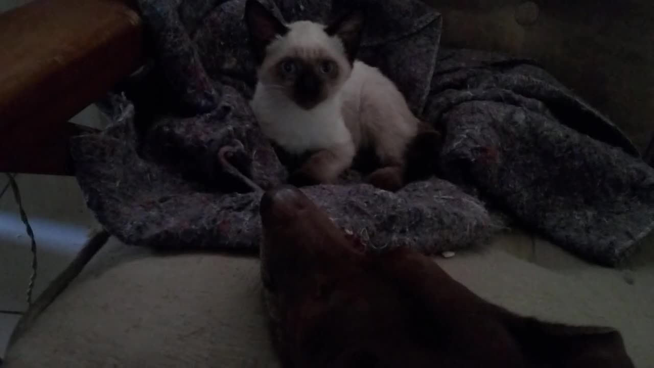 Cub of cat joking with dog cuddly