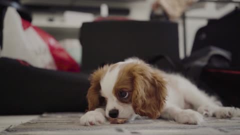 This puppy is enjoying it so much