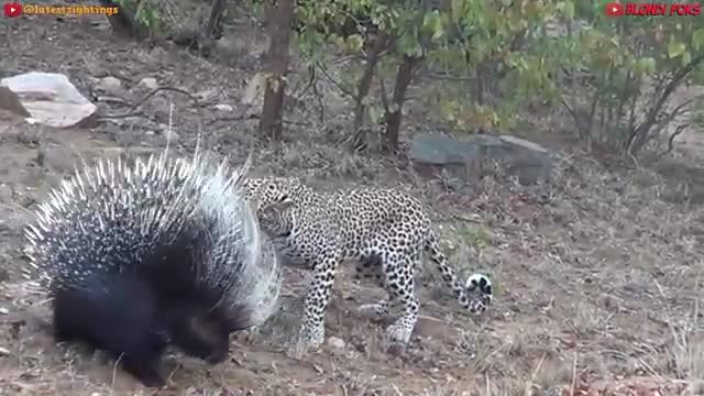 Top 10 Strongest Prey In The Wild - When Prey Fights Back - Prey VS Predator - Blondi Foks