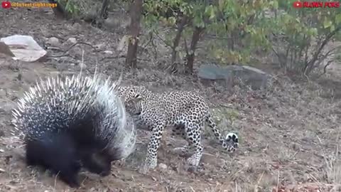 Top 10 Strongest Prey In The Wild - When Prey Fights Back - Prey VS Predator - Blondi Foks