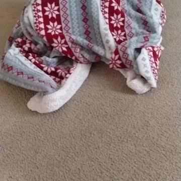 Who's under the blanket